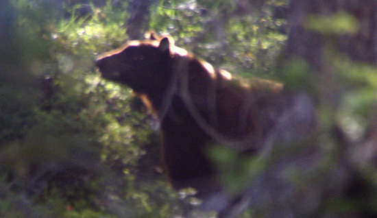 Cinnamon-colored black bear in the Seven Lakes Basin.