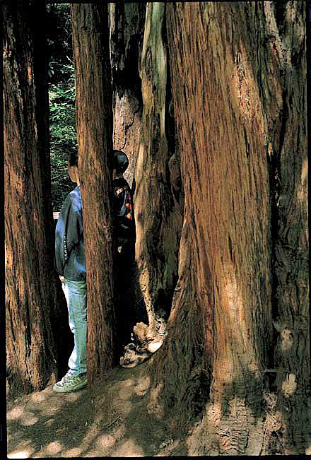 Redwoods along the trail in Muir Woods National Monument