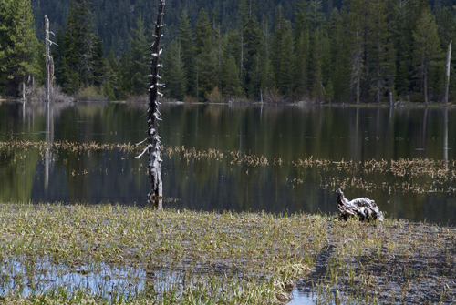 Picayune Lake in the Trinity Divide west of Mount Shasta