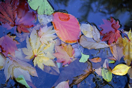 Lithia Park in Ashland: autumn leaves in stream