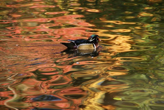 Wood duck at Lithia Park duck pond 