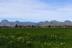 The Sutter Buttes in the Sacramento Valley. The Middle Mountain Foundation leads hikes there.