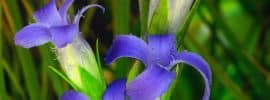 Fringed gentian: This beautiful little gentian can be found (if you’re observant) in wet meadows throughout the Trinity Alps. It is small and hides down in the surrounding grass, making it difficult to spot.