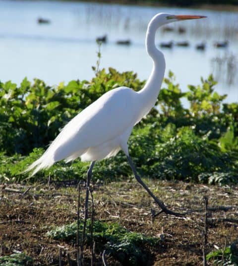 Great Egret, Sacramento National Wildlife Refuge. Also called common egret, large egret, great white egret, and great white heron.