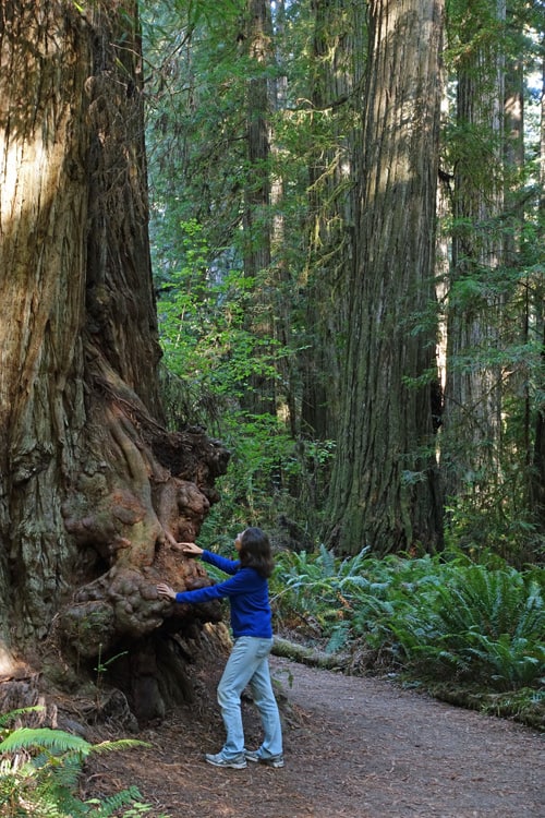 On no-entrance-fee days, enjoy hiking to redwoods in your Northern California national parks, including Muir Woods National Monument and Redwood National Park.