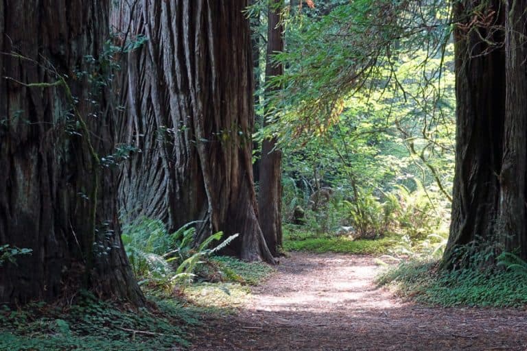 Hike the Parks Redwood National and State Parks Northern California