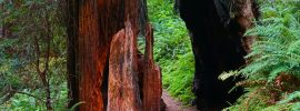 The Ah-Pah Interpretive Trail travels through up-slope redwood forest in Prairie Creek Redwoods State Park.