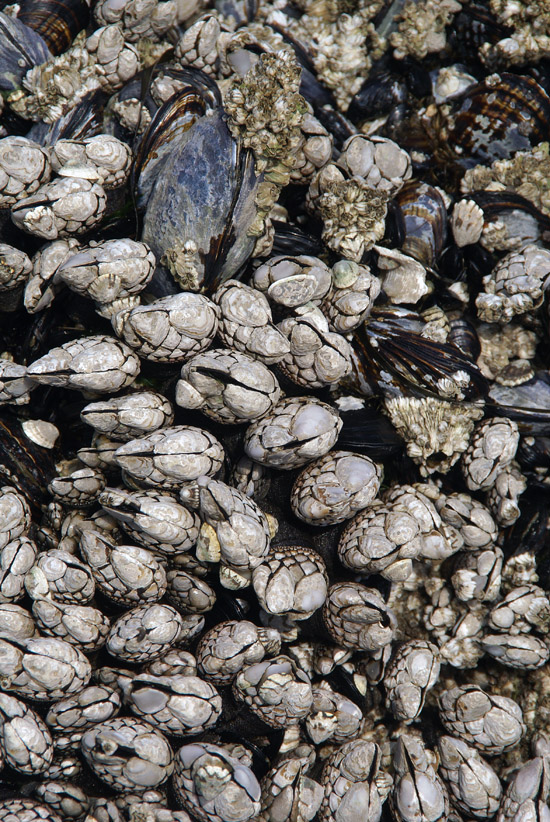 Barnacles and clams on rock at Bandon beach on the Oregon coast.