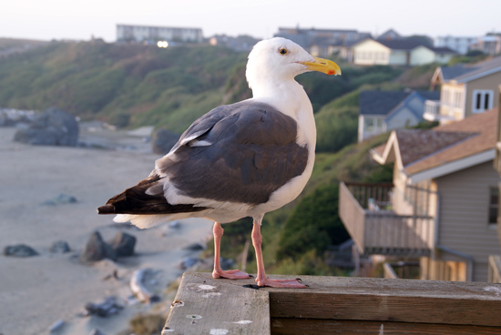 Seagull at Bandon