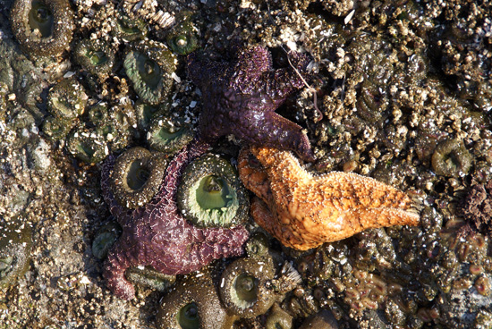 Starfish at low tide.