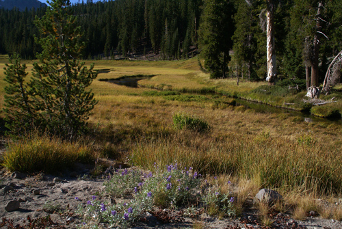 Kings Creek Meadows in Lassen Volcanic National Park