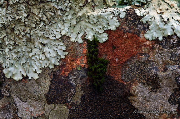lichen